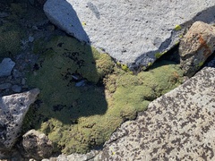 Podistera nevadensis