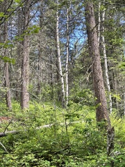 Pseudotsuga menziesii