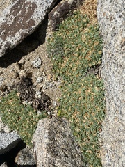 Podistera nevadensis