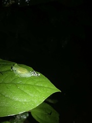 Nymphargus siren