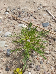 Cakile maritima baltica