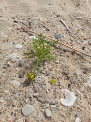 Cakile maritima baltica