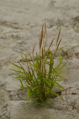 Pogonatherum crinitum