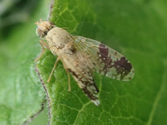 Tephritis bardanae
