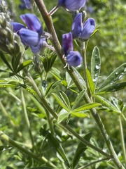 Lupinus argenteus