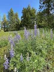 Lupinus argenteus
