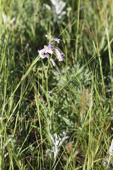 Penstemon gracilis