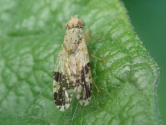 Tephritis bardanae