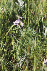Penstemon gracilis