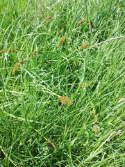 Carex vulpina