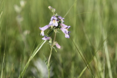 Penstemon gracilis