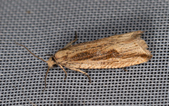 Eucosma balatonana