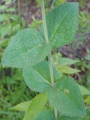 Eupatorium cordigerum