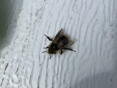 Bombus frigidus