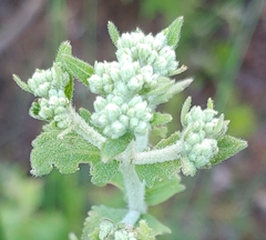 Eupatorium cordigerum