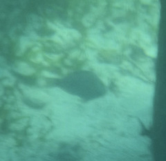 Sparisoma chrysopterum