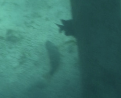 Sparisoma chrysopterum