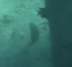 Sparisoma chrysopterum