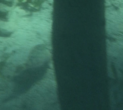 Sparisoma chrysopterum