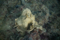 Parasmittina delicatula