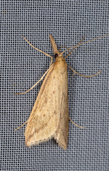 Donacaula forficella