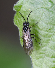 Empria