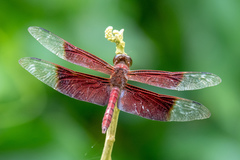 Camacinia gigantea