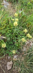 Trifolium ochroleucon