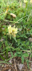 Trifolium ochroleucon