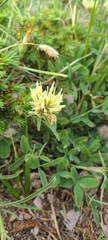 Trifolium ochroleucon