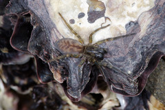 Amaurobioides