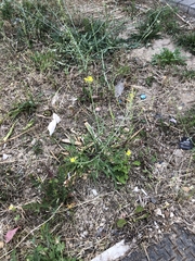 Diplotaxis tenuifolia