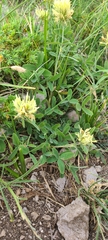Trifolium ochroleucon