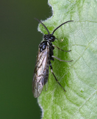 Empria