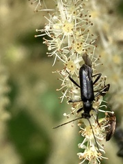 Grammoptera subargentata