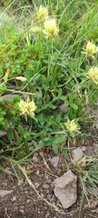 Trifolium ochroleucon