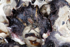 Amaurobioides