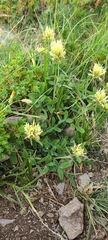 Trifolium ochroleucon
