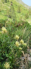 Trifolium ochroleucon