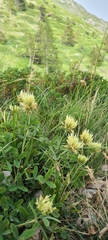 Trifolium ochroleucon