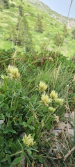 Trifolium ochroleucon