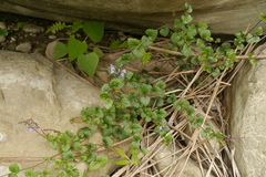 Scutellaria playfairii