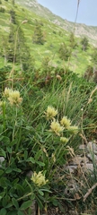 Trifolium ochroleucon