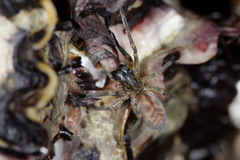 Amaurobioides