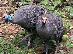 Numida meleagris reichenowi