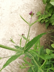 Verbena carolina