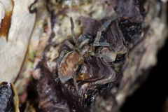 Amaurobioides