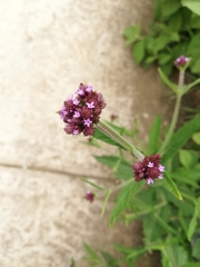 Verbena carolina