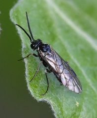 Empria