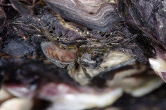 Amaurobioides